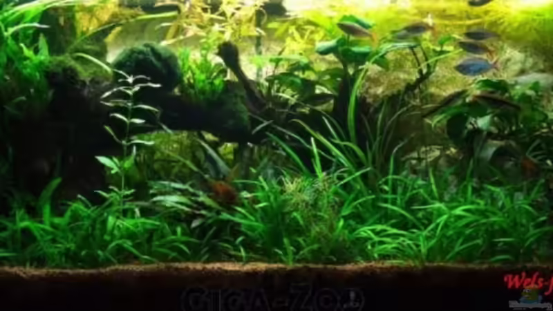 31.07.08 von Wels-fan (13)