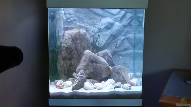 31.07.14 Endprodukt: Dennerle Cube 60 goes Tanganjika for Shelldwellers  von Sambia (12)