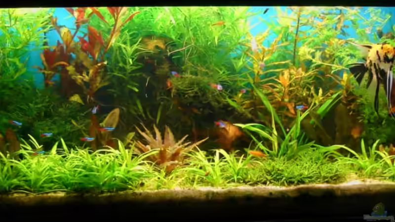 31.07.2010 altes Hauptbild von Susanne Kruse (3)