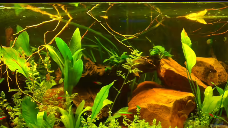 31.08.2012 von ChillingTurtle (8)