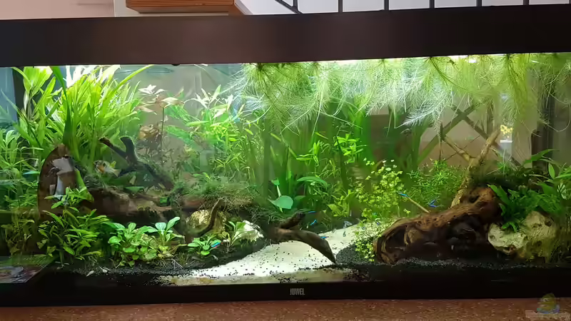 31.08.2020 von Rinchen84 (10)