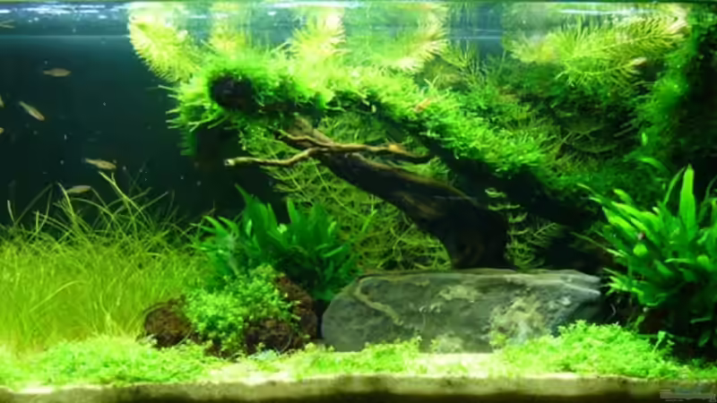 31.10.07 Mit maculatas! von Tim (6)