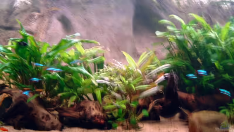 31.12.08 von Thorsten Hoch (6)