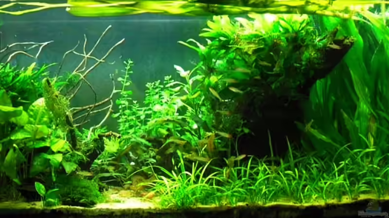 31-12-09 von Mario74 (11)