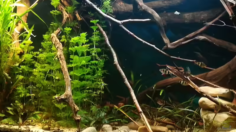 31.12.2017  von der Theoretiker (34)