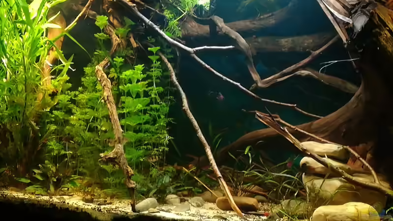 31.12.2017 Steine, Wurzeln, ??ste, Pflanzen von der Theoretiker (31)