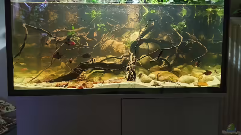 31.8.21 von Aqua fan (3)