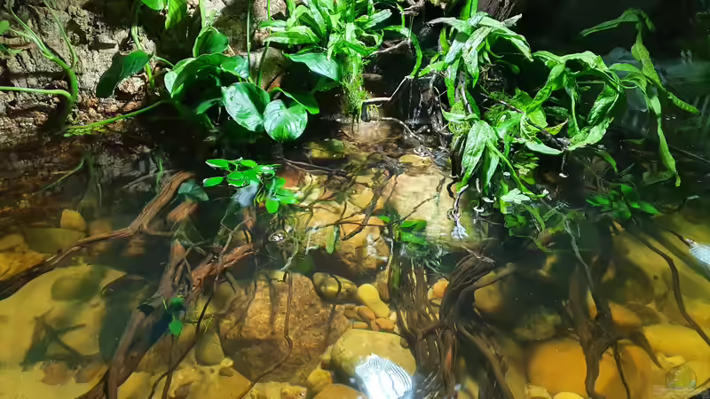 31.8.21 von Aqua fan (4)