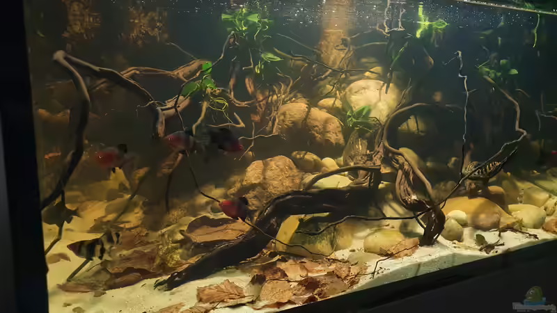 31.8.21 von Aqua fan (6)