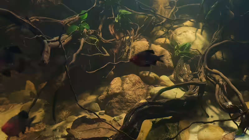 31.8.21 von Aqua fan (7)