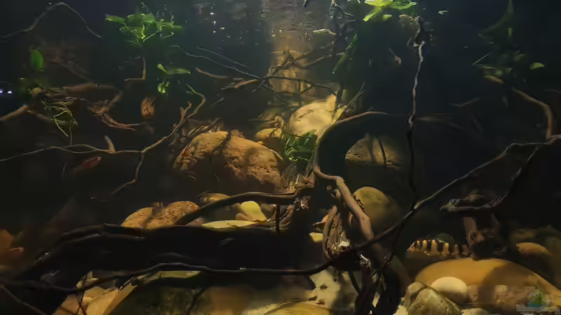 31.8.21 von Aqua fan (8)