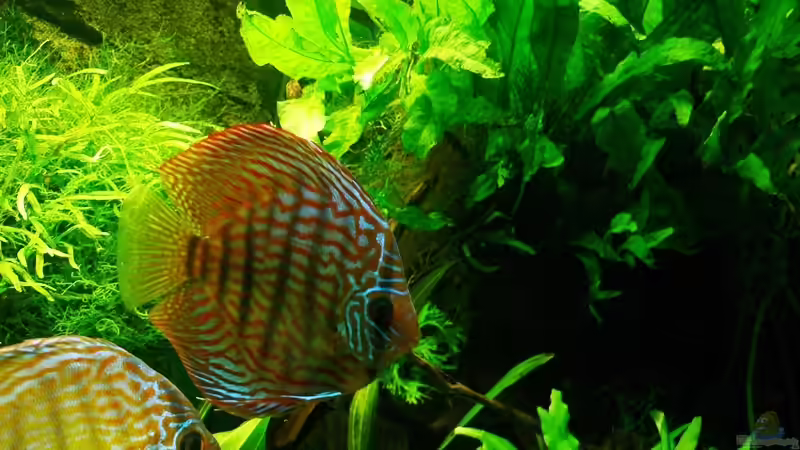 310.01.14 von Der Nicky (17)