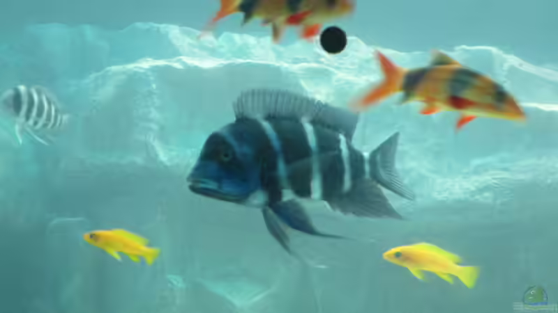 321 von eisbrecher (16)