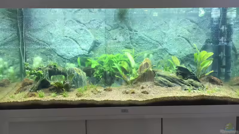 35 % Wasserwechsel durchgeführt Tag 12 wegen vielen Algen von Chris Bert (8)