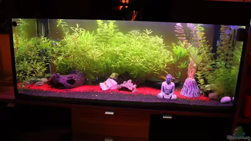 350l Geselschaftsbecken von Chaos Master (1)