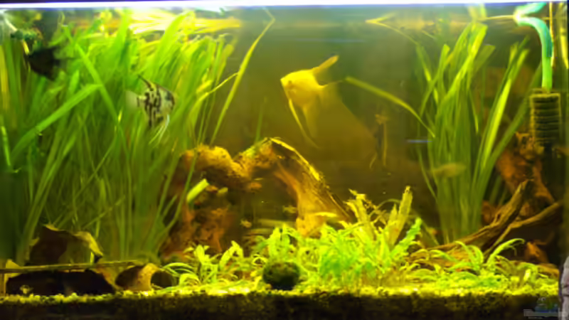 360 Liter Becken von Michael Meyer (1)