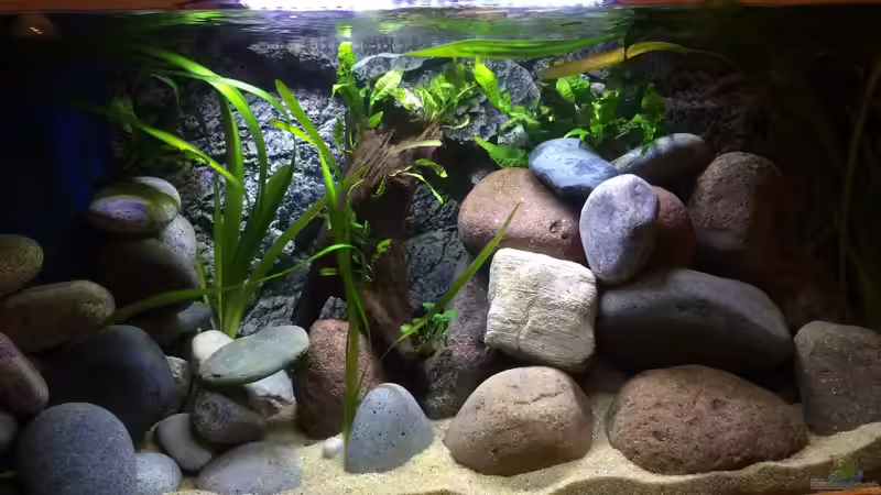 360 liter Malawi Becken von Masda (2)