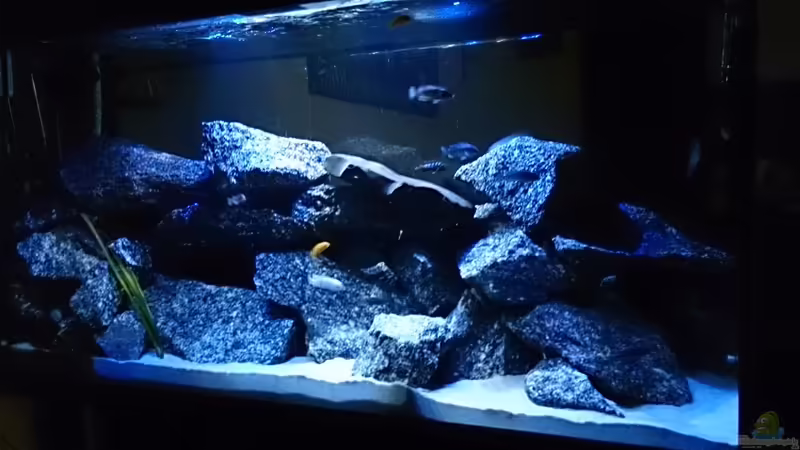 360 Liter Mbunabecken von Florian Suft (1)