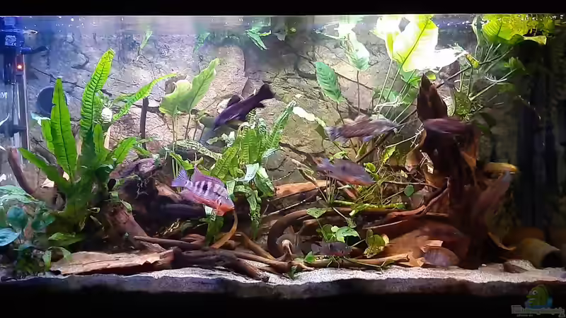 360 Liter Mittelamerika 2020 (läuft seit 2015) von Oistel (1)