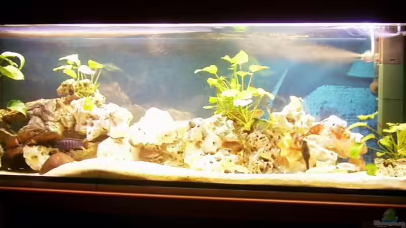 375 l Malawibecken von aurel69 (2)