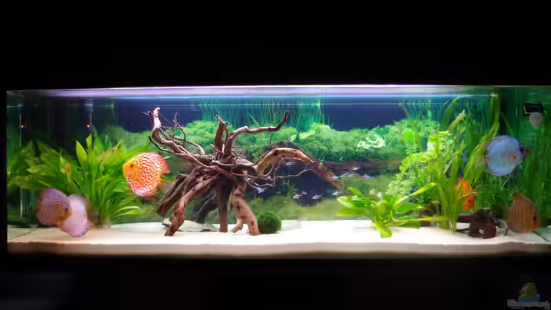 375 Liter Diskusbecken von patgott (1)