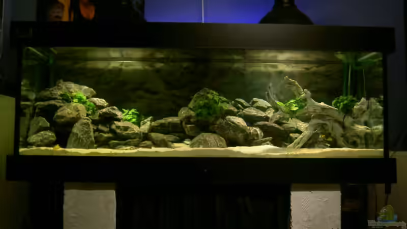 375 Liter Malawi Becken ( Foto ohne Blitz )