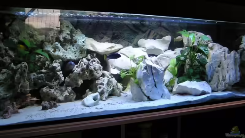 375 Liter Malawi von Tiger81 (1)