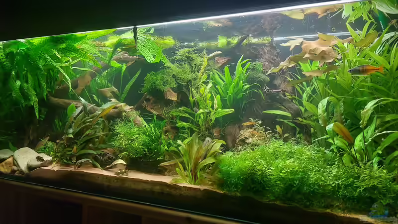 375l Asien von DaniJeep (1)