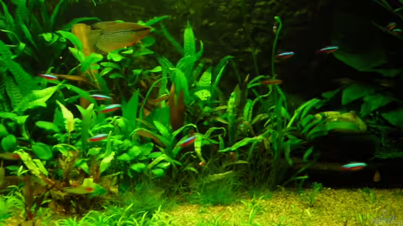 375L Links mitte nicht mehr aktuell von Antje und Daniel (7)