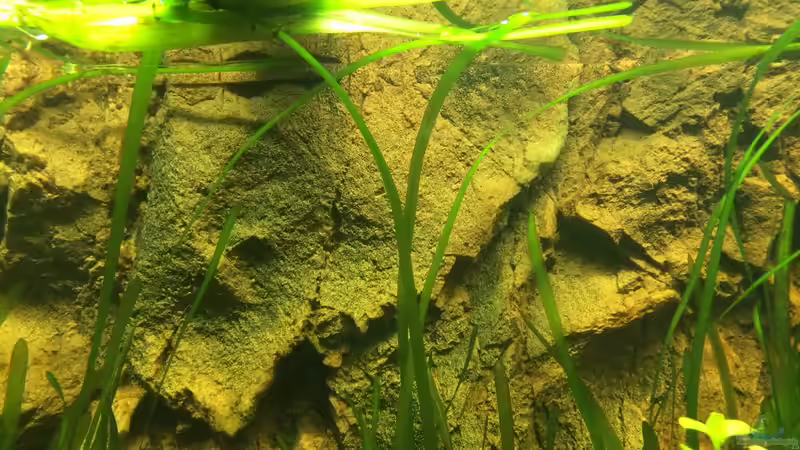 3D Rückwand von Bader0203 (7)