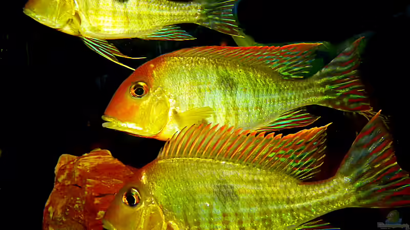 3er Bande von Helmut Kreutmayer (14)