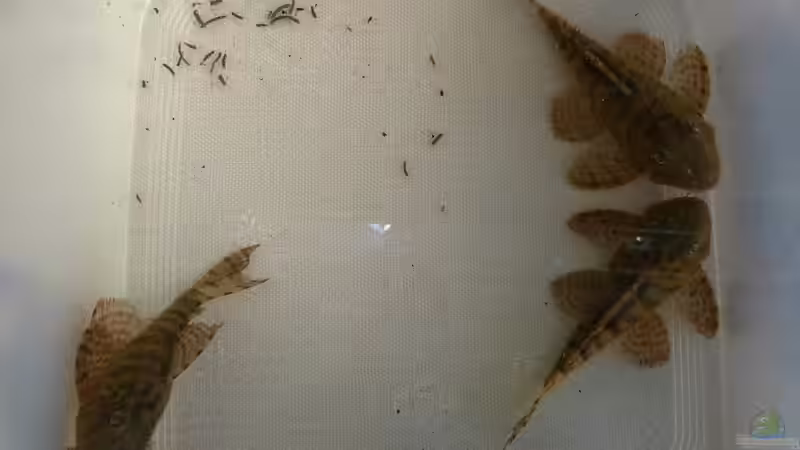 3er Gruppe Panaqolus sp. L397 12.08.15 von ~Marco~ (75)