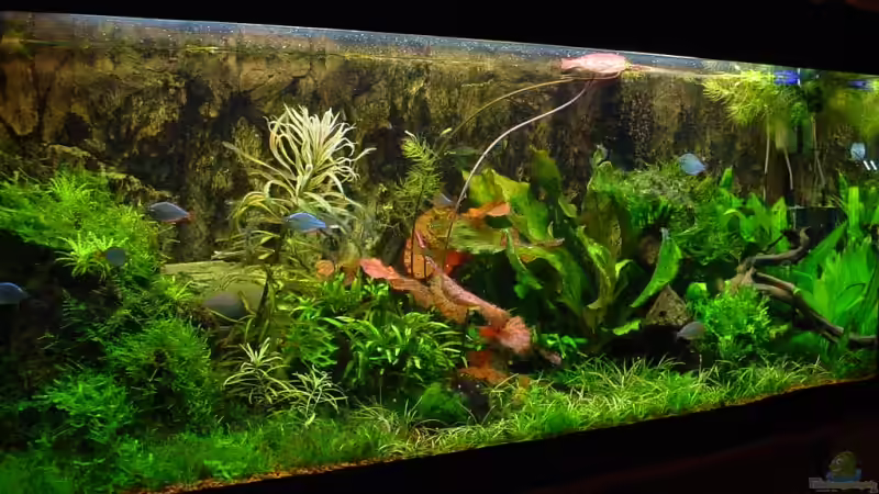 3Monate nach der Bepflanzung von Sabine Stark (4)