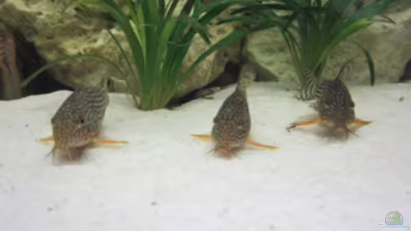3x   Orangeflossen-Panzerwels - Corydoras sterbai von Skalar Fan (7)