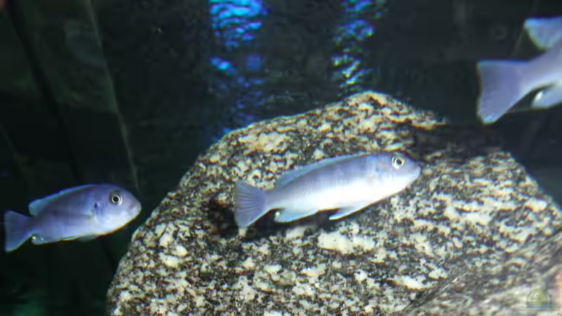 3x Cyontilapia sp. hara Weibchen von Florian Suft (19)