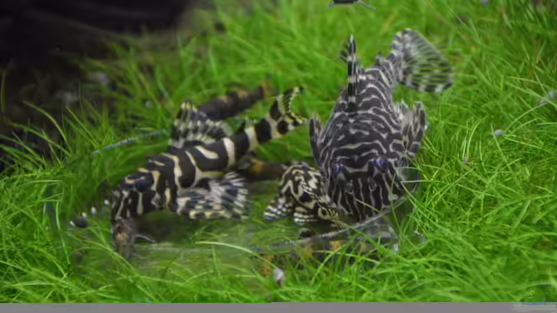 3x L134 alle etwas anderst gezeichnet und gefärbt... man beachte die blauen Augen von Gallius (33)