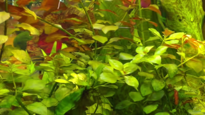 3x Ludwigia mullertii L70 von Marcel Kirchhoff (6)