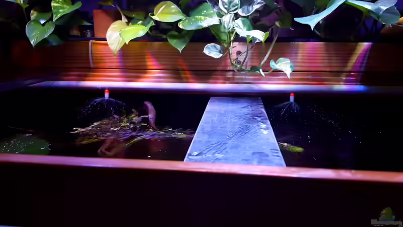 3x täglicher Regen von Südamerika Aquanaut (28)