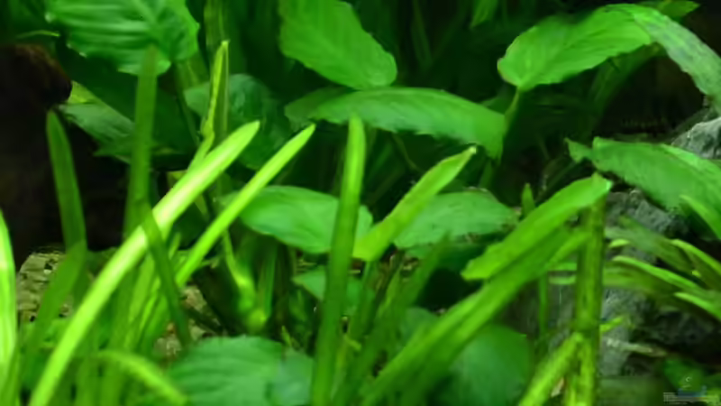 4. Breitblättriges Speerblatt von Daniela (7)