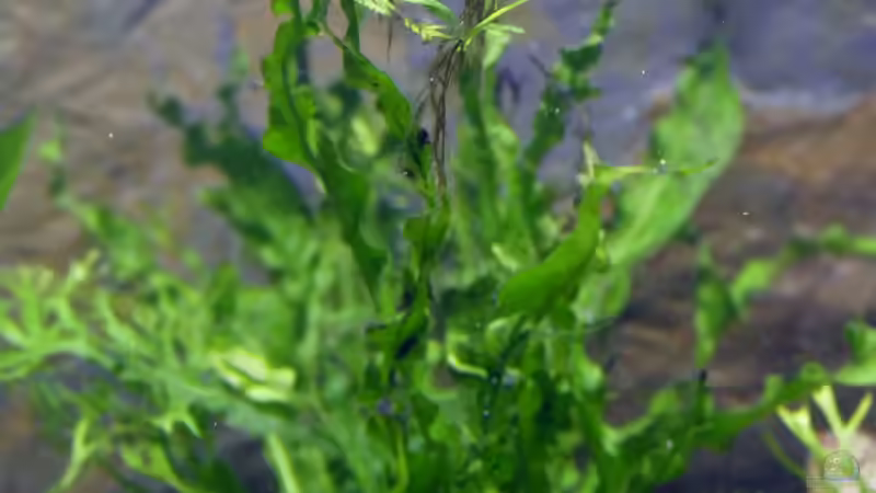 4.) Microsorum pteropus ´Windeov´ von Ravenclaw57 (13)