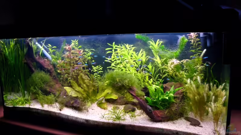 4. September 2009 von sharky81 (4)