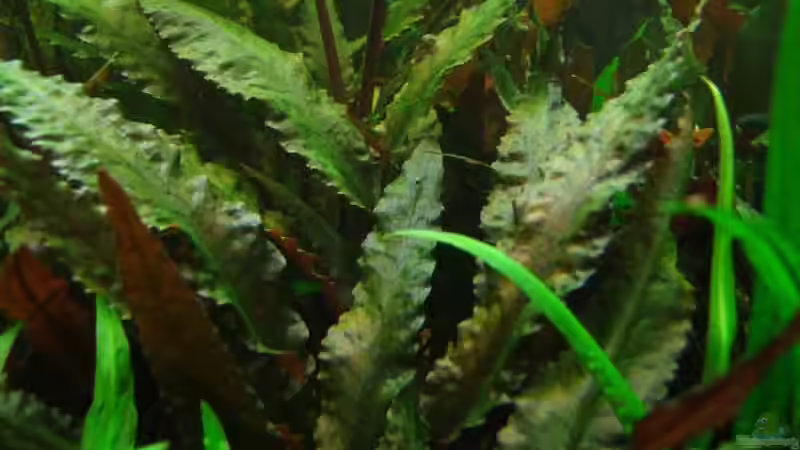 4. Wendts brauner Wasserkelch von Daniela (9)