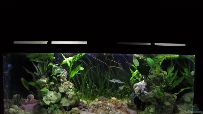 4.1.12 von Locke1992 (1)