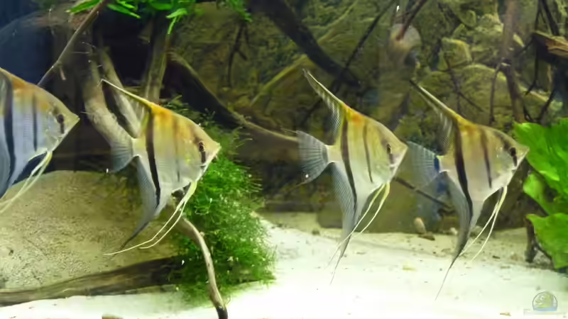 4 1/2 Monate alt von DerImperator (29)