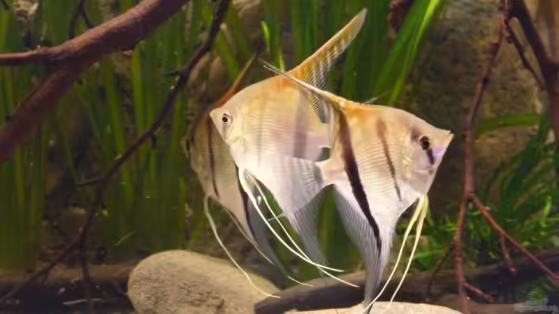 4 1/2 Monate von DerImperator (28)