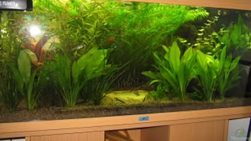 4.11.09 Pflanzen wachsen sehr gut von Sven Lowbob (12)