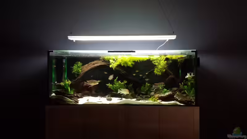 4.15 neue Wandfarbe - painted grey von NRW (16)