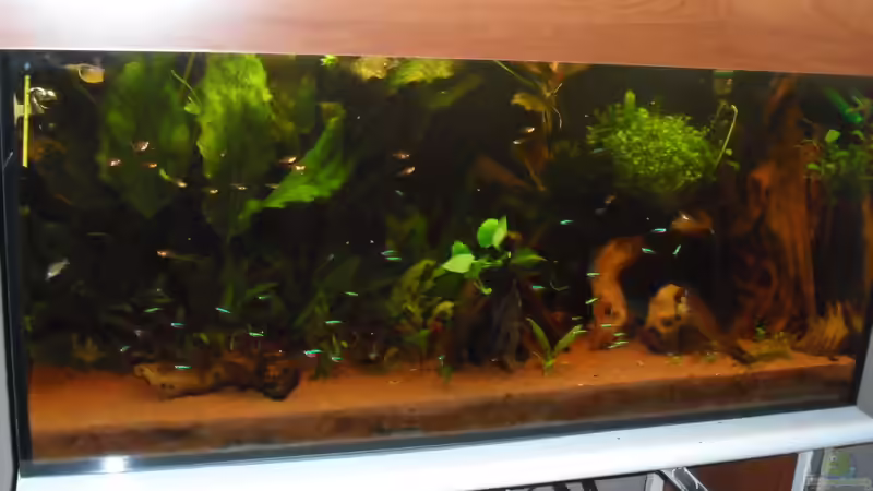 4.3.2011 von Masl (2)