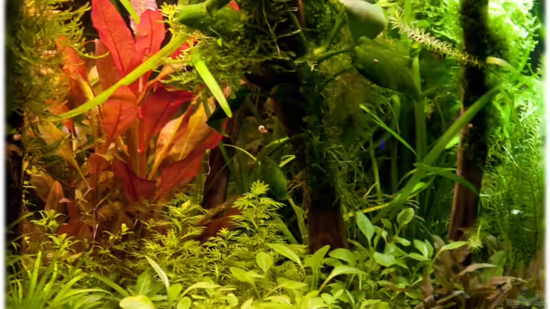 4.4.2011 von Ralf64 (33)