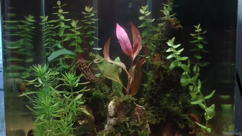 4.4.2013 Neu mit Althernanthera reineckii und Hintergrundbild von Aquilegia (5)